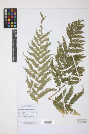 Selaginella exaltata (Kunze) Spring