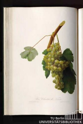 Uva Claretta di Nizza o Pignola Bianca