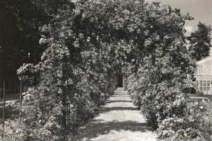 Dresden-Loschwitz. Schloss Eckberg. Park, Rosenlaubengang