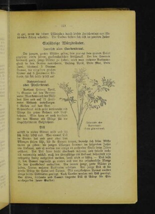 Weinraute oder Gartenraute (Ruta graveolens).