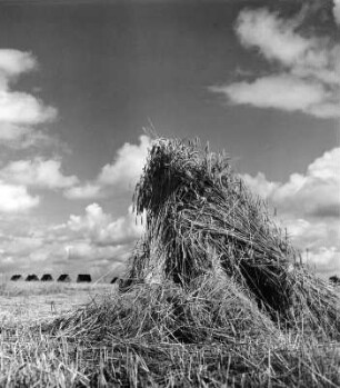 Ährenfeld : Erntebilder. Abgeerntetes Feld mit Strohbündeln