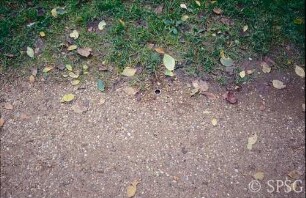 Potsdam, Park Sanssouci, Marlygarten, Parkweg im nördlichen Teil.