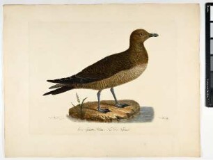 Larus crepidatus. Hawkesw. Fem. Die Felsenmeve. - Falkenraubmöve. Stercorarius longicaudus; fem. - Zeichner: Johann Mathias Hergenröder; Stecher: Johann Carl Bock