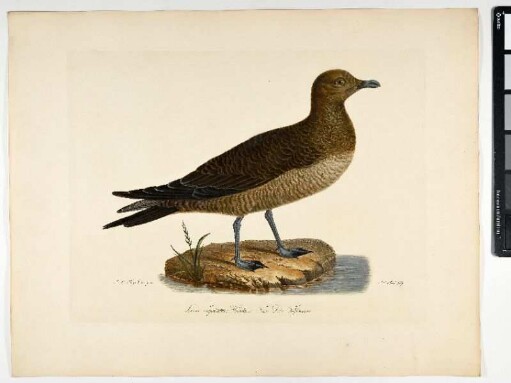 Larus crepidatus. Hawkesw. Fem. Die Felsenmeve. - Falkenraubmöve. Stercorarius longicaudus; fem. - Zeichner: Johann Mathias Hergenröder; Stecher: Johann Carl Bock