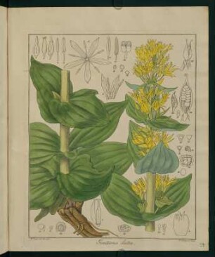 37r, Gentiana lutea