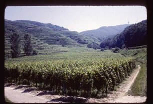 Weinbau am Kaiserstuhl