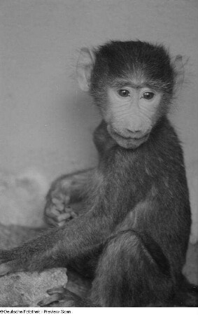 Affe im Zoo