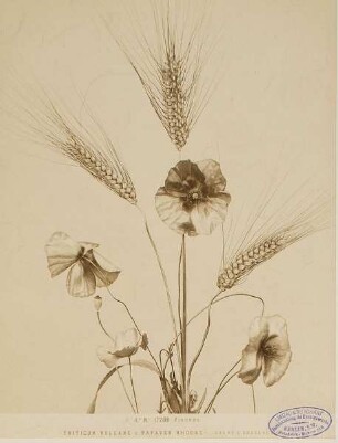 P. 4. N.° 17208 Firenze - Triticum vulgare e Papaver rhoes - (grano e rosolaccio)