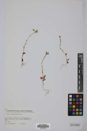 Senecio teneriffae Sch.Bip.