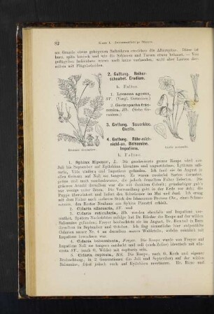 4. Gattung. Rühr-mich-nicht-an, Balsamine. Impatiens.