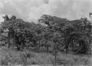 Savanne : Büsche und Bäume in der Savanne Tansanias
