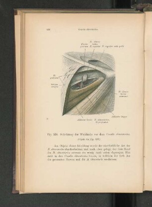 Fig. 526. Schichtung der Weichteile vor dem Canalis obturatorius.