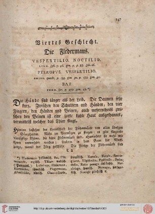 Viertes Geschlecht: Die Fledermaus
