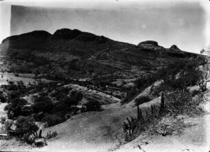 Trockenvegetation : Dornenbüsche bei Sucre.