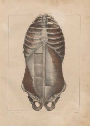 Die Muskeln der dritten Schicht im Torso (von vorn)