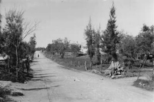 Siedlungsplantage (Libyen-Reise 1938)