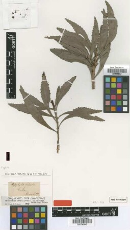 Cylophylla falcata Not on sheet