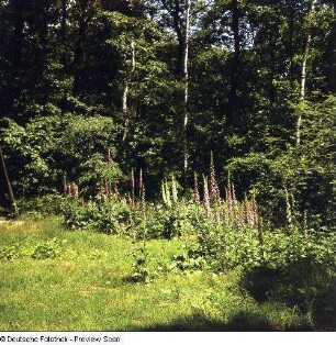 Roter Fingerhut (Digitalis purpurea) und Großblütiger (Blasser) Fingerhut (Digitalis grandiflora). Blühender Bestand im Laubwald