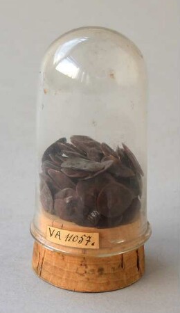 Röhrenglas mit Samen