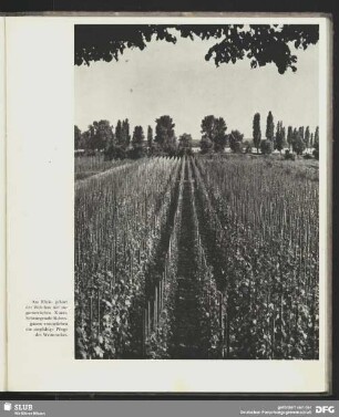Weinbau am Rhein