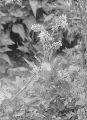 Gemeine Ochsenzunge : Gemeine Ochsenzunge (Anchusa officinalis Linnaeus).