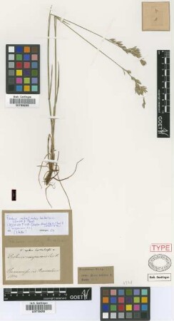 Festuca rubra L. subsp. baikalensis (Griseb.) Tzvelev[isolectotype]