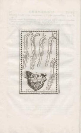 Diversa brachiorum tum in homine, tum in cane sanguinea vasa cum dextro cordis ventriculo aperto demonstrat