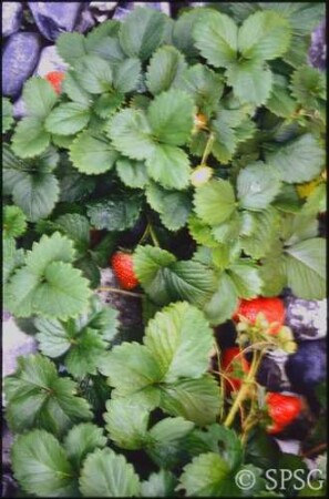 Erdbeeren, "Feuerstein".