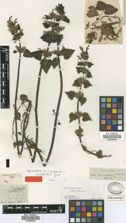 Lamium garganicum L. var. Griseb. glabratum[type]