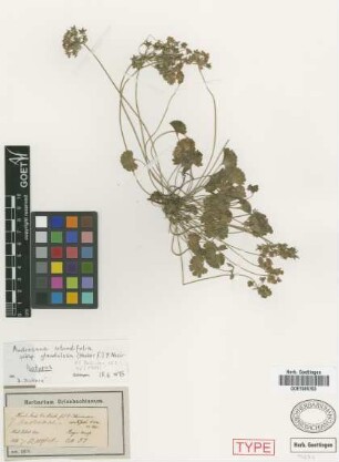 Androsace rotundifolia Lehm. ex Roem. & Schult. var. Hook.f. glandulosa[isotype]