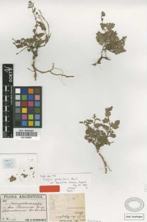 Tragia geraniifolia Baill. var. multifida Griseb.[type]