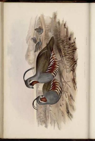 Callipepla Picta. [bis] Callipepla Squamata.