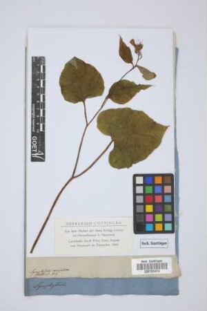 Symphytum cordatum