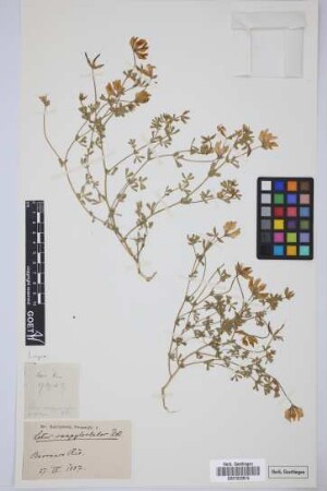 Lotus campylocladus Webb & Berthel.