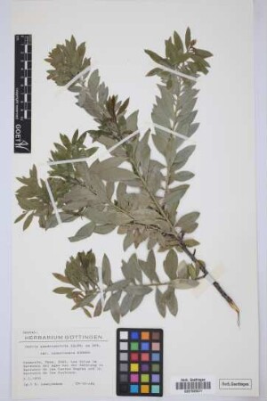 Osyris quadripartita canariensis Kämmer