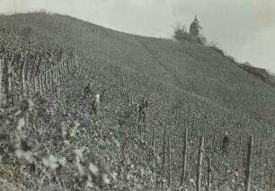 Radebeul: Volksweingut Lößnitz. Gesamtansicht Weinberg Wackerbarths Ruh