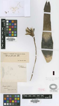 Tillandsia axilaris Griseb. [syntype]