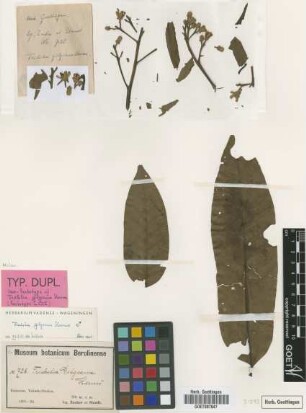 Trichilia gilgiana Harms [isolectotype]