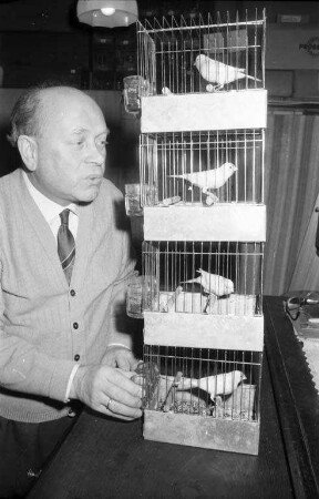 Erlangung der deutschen Meisterschaft der Gesangskanarien durch den Gesangskanarienzüchter Arthur Pfäffle.