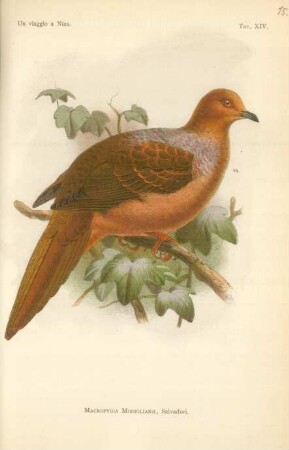 Tav. XIV. Macropygia modiglianii, Salvadori