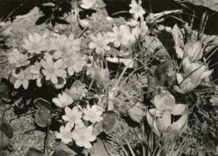 Krokus und Leberblümchen im Botanischen Garten Schellerhau