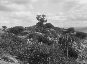 Sukkulenten : Sukkulenten-Vegetation bei Kondoa Irangi.