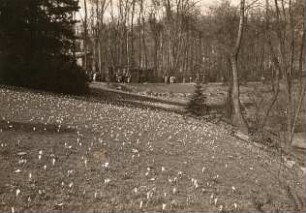 Dresden-Loschwitz. Krokuswiese (Crocus vernus) im Park von Schloss Eckberg