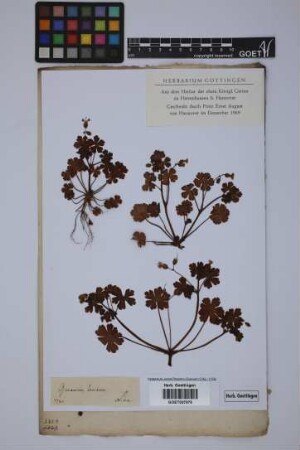 Geranium lucidum L.