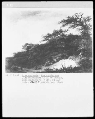 Waldlandschaft