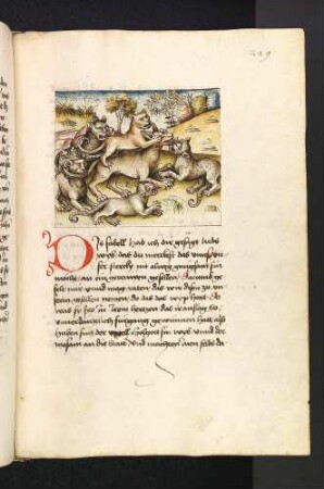 Die Katzen reißen den Wolf; (Kapitel XVI: Von den Vögeln).