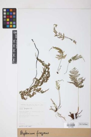 Asplenium fragrans Sw.
