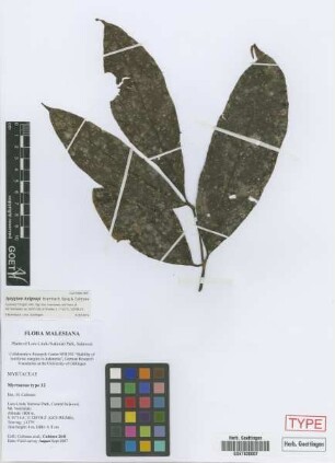 Myrtaceae type 12