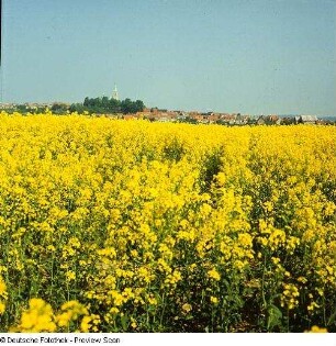 Effelder, blühendes Rapsfeld