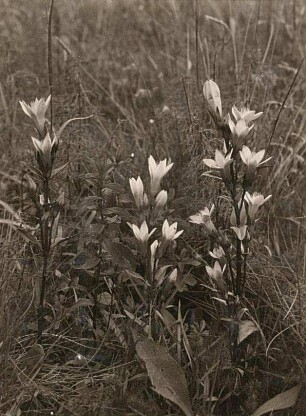 Osterzgebirge. Böhmischer Enzian oder Böhmische Kranzenzian (Gentianella praecox) bei Altenberg
